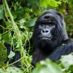 Mountain gorillas and beautiful volcanic landscapes in Rwanda, one of Africa's top safari destinations.