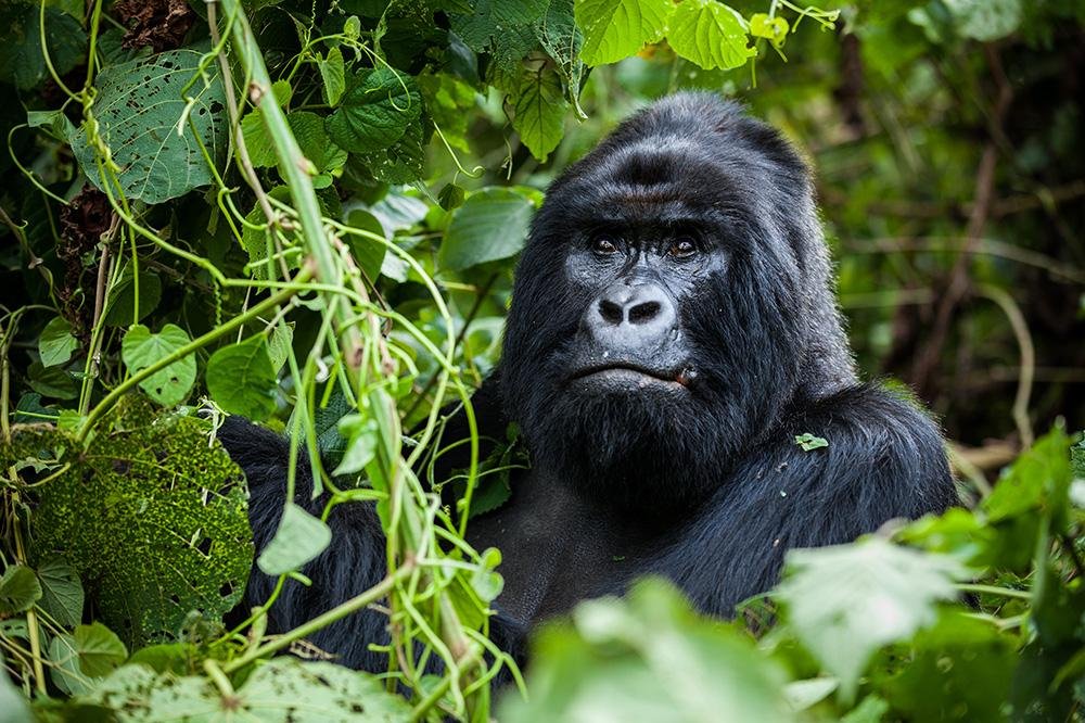 Mountain gorillas and beautiful volcanic landscapes in Rwanda, one of Africa's top safari destinations.