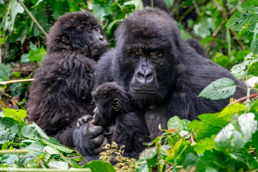 Mountain gorilla in Bwindi Impenetrable National Park during an 11-day Uganda and Rwanda adventure safari.