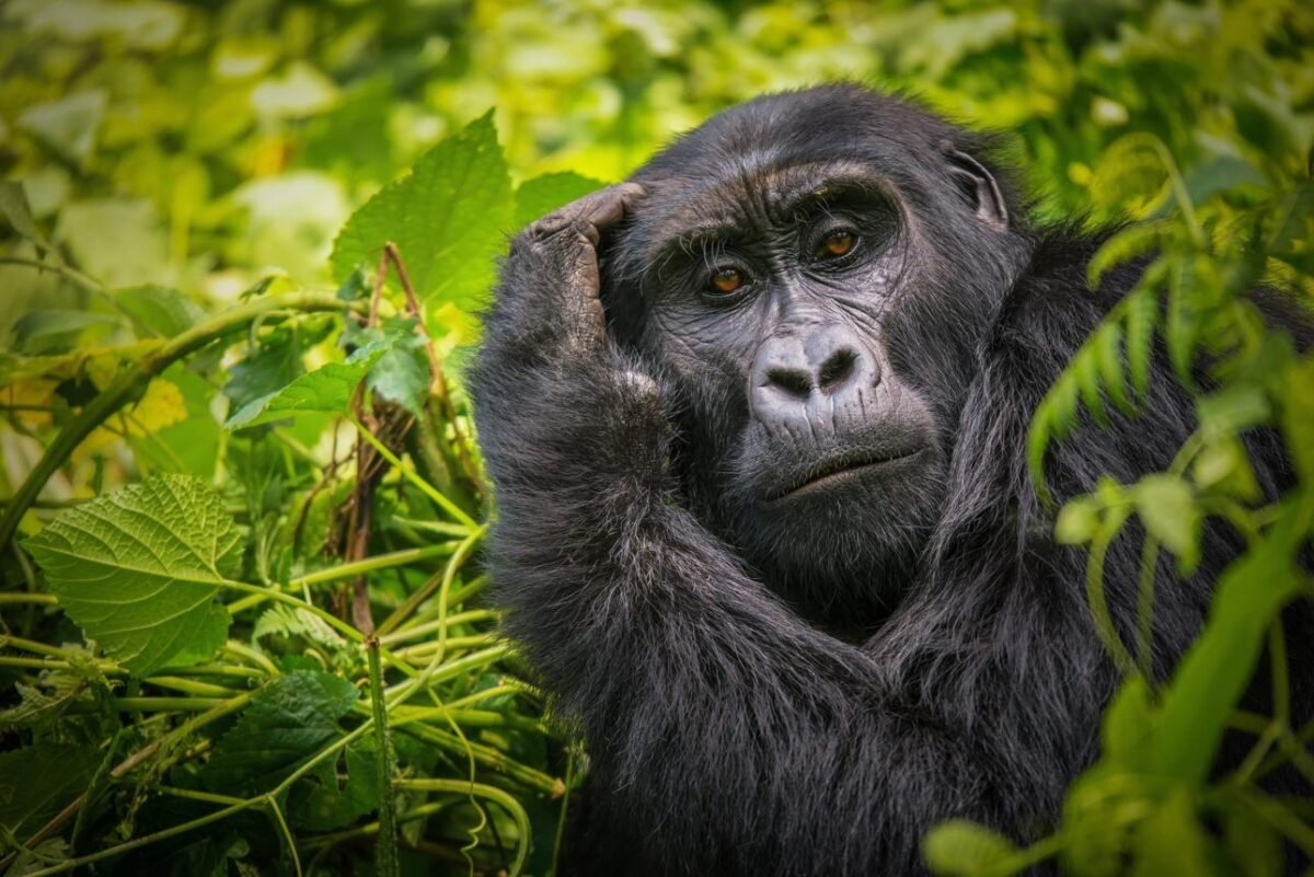 Mountain gorilla in Bwindi Impenetrable National Park during a 6 days Rwanda and Uganda primate safari.