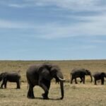 Amboseli safari