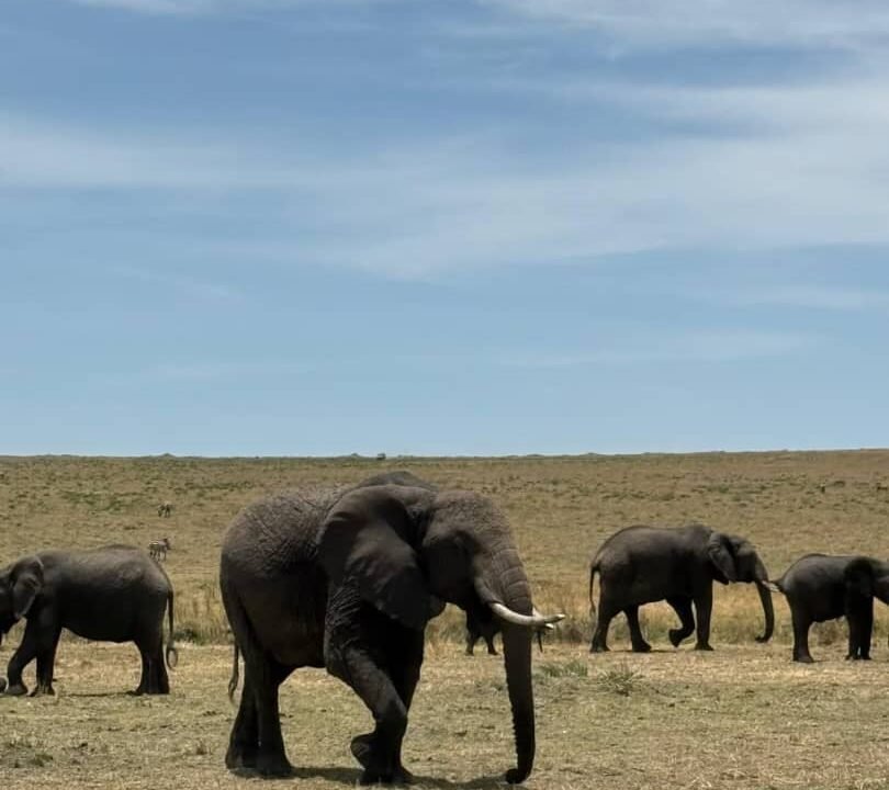 Amboseli safari