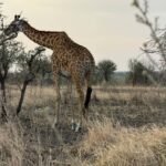 Arusha National Park Safari
