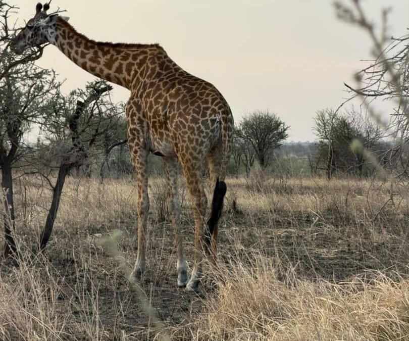 Arusha National Park Safari