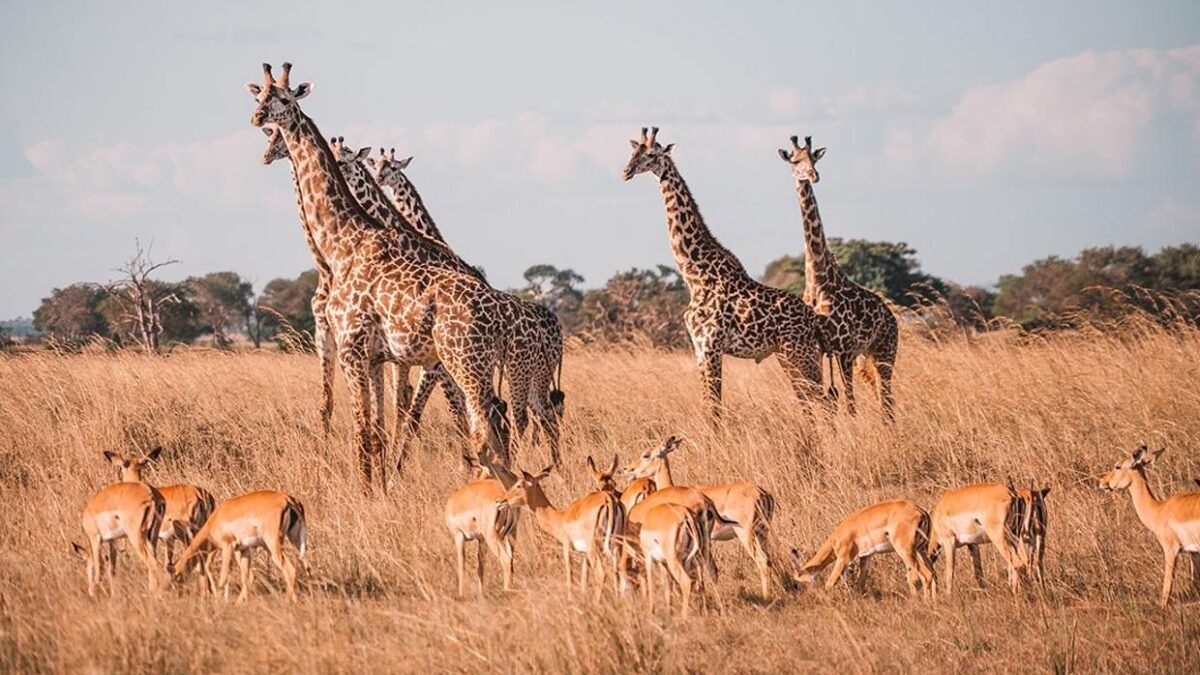 Elephants and giraffes on the open savannah of Mikumi National Park near Dar es Salaam.