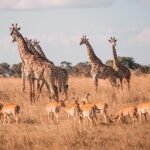 Elephants and giraffes on the open savannah of Mikumi National Park near Dar es Salaam.