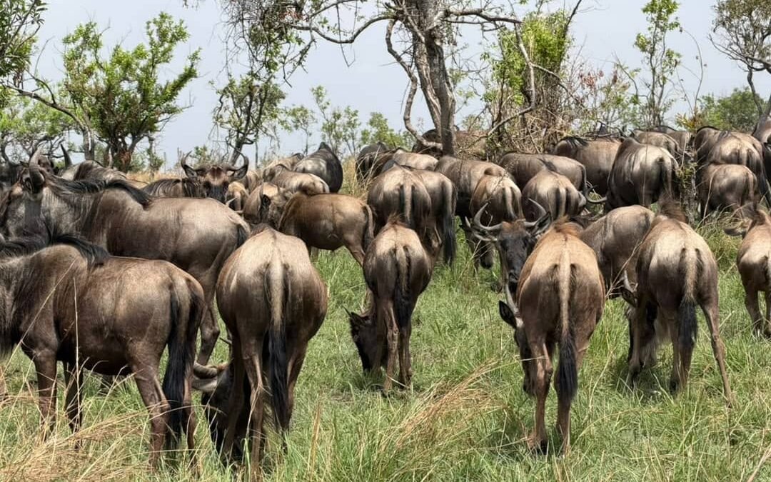 Best Serengeti migration time