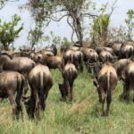 Best Serengeti migration time