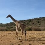 best time to visit Kenya for safari