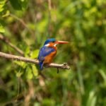 bird watching in Bwindi