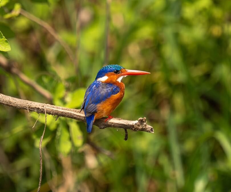 bird watching in Bwindi