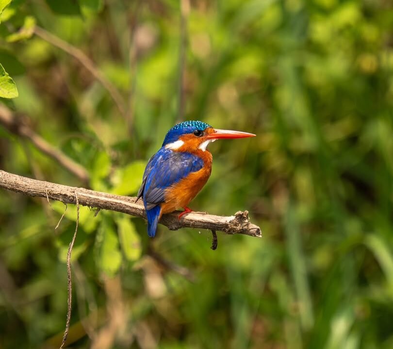 bird watching in Bwindi