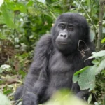 budget accommodation in Bwindi