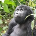Bwindi accommodation