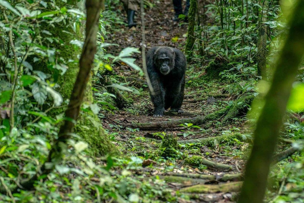 Wild chimpanzee walking through the tropical rainforest of Kibale National Park.
