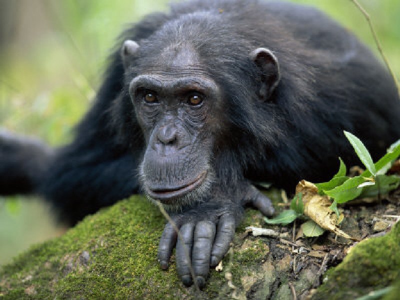 Gombe National Park