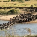 Great Migration safari Kenya