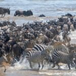 Thousands of wildebeests crossing a river during the Great Migration in Serengeti National Park, Tanzania.