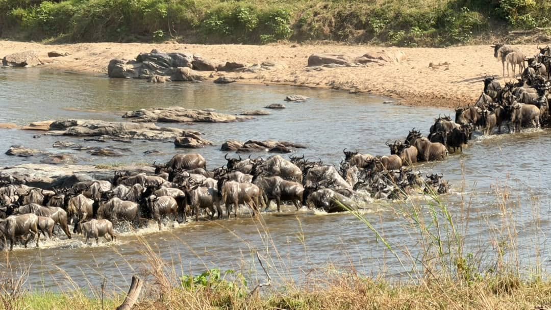 Wildebeest Migration Tanzania