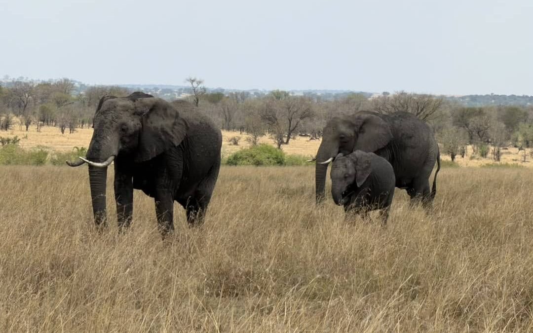 Tanzania safari days