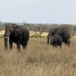 Tanzania safari days