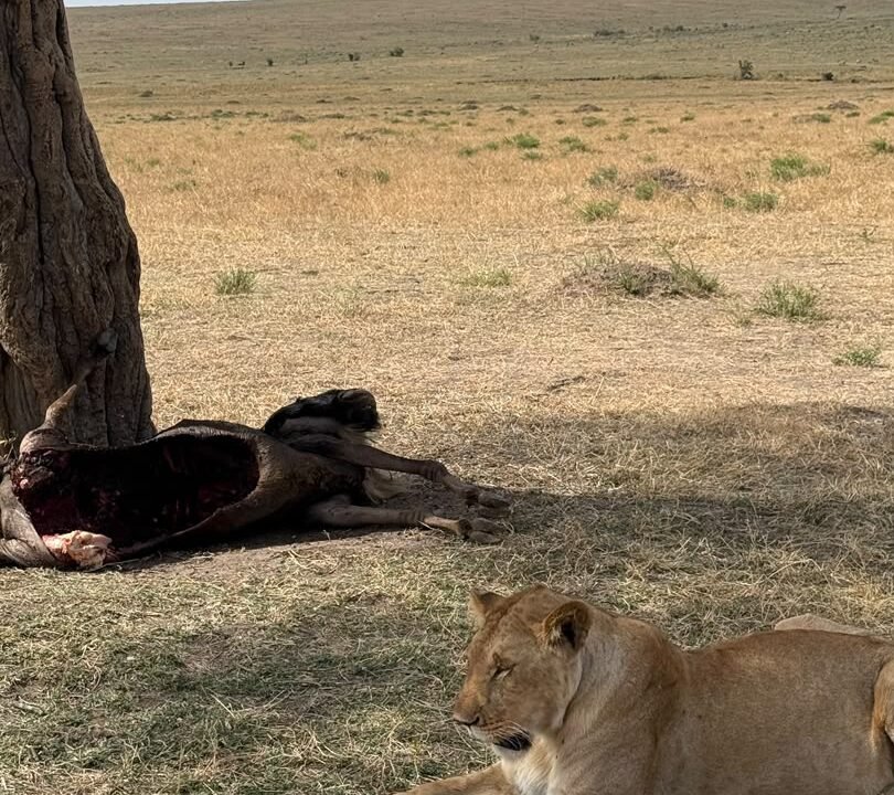 Kenya safari cost