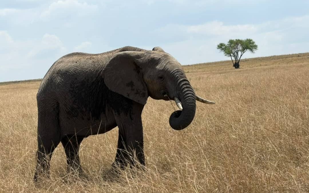 How Much Does a Tanzania Safari Cost