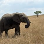 How Much Does a Tanzania Safari Cost