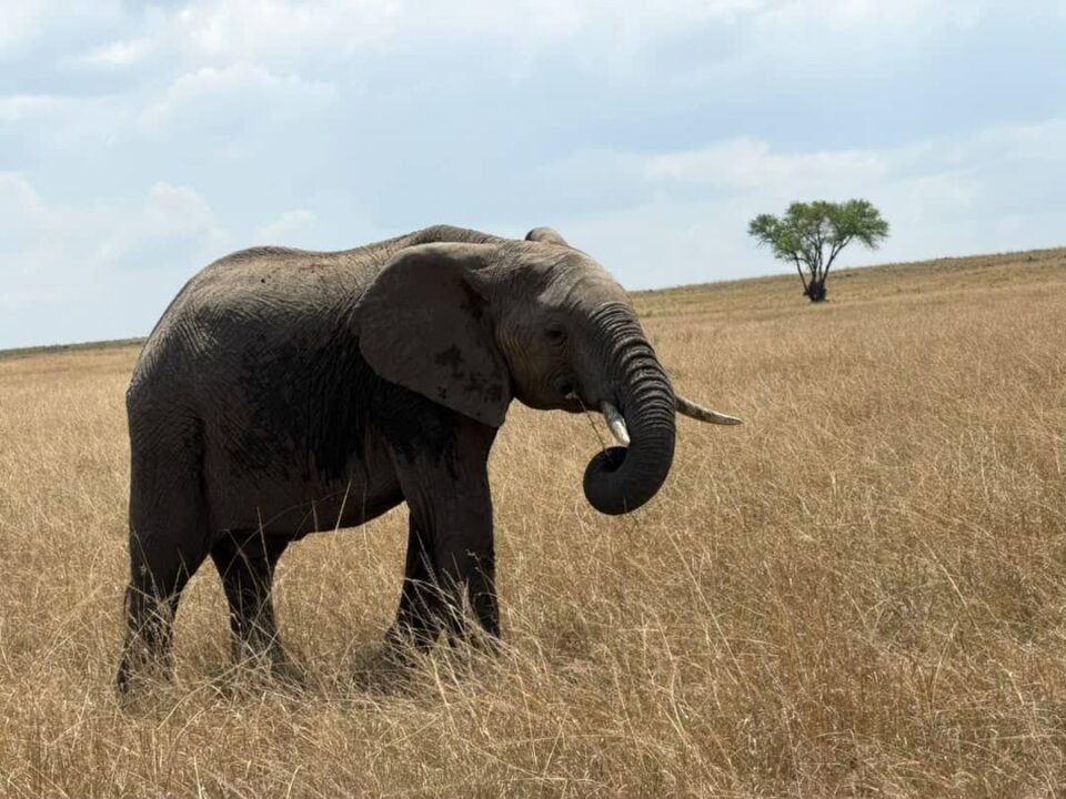How Much Does a Tanzania Safari Cost