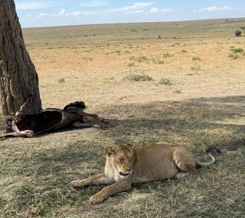 Kenya safari