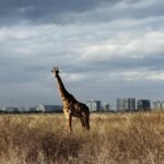 Kenya safari packages