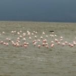 Lake Manyara safari