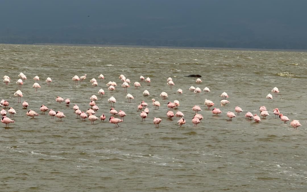 Lake Nakuru safari