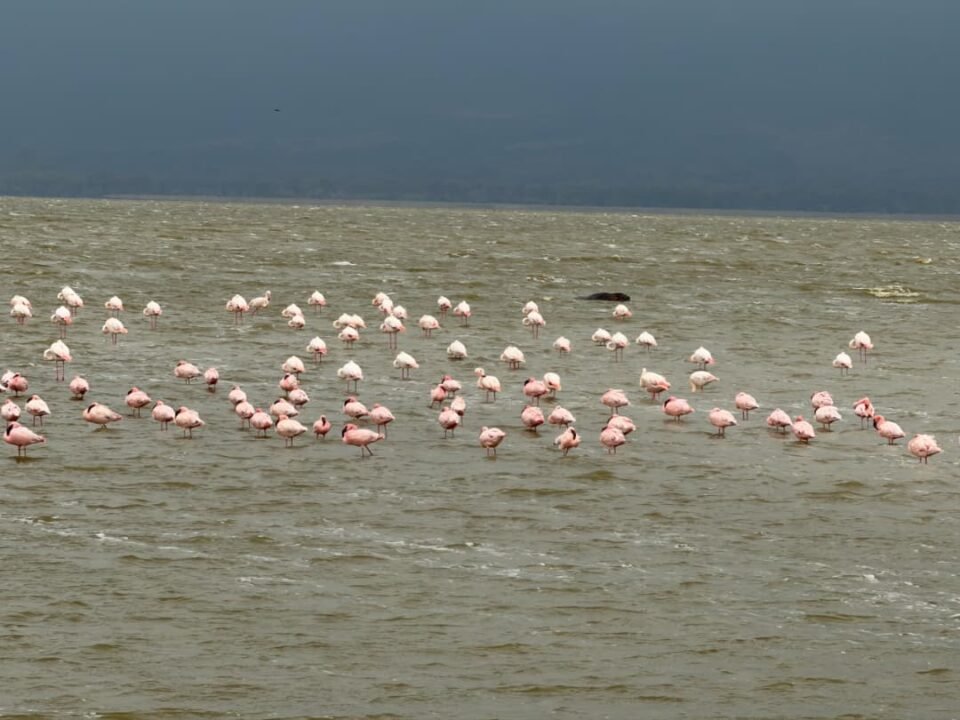 Lake Nakuru safari