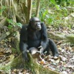 Mahale chimpanzee trekking