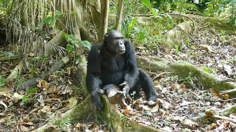 Mahale chimpanzee trekking
