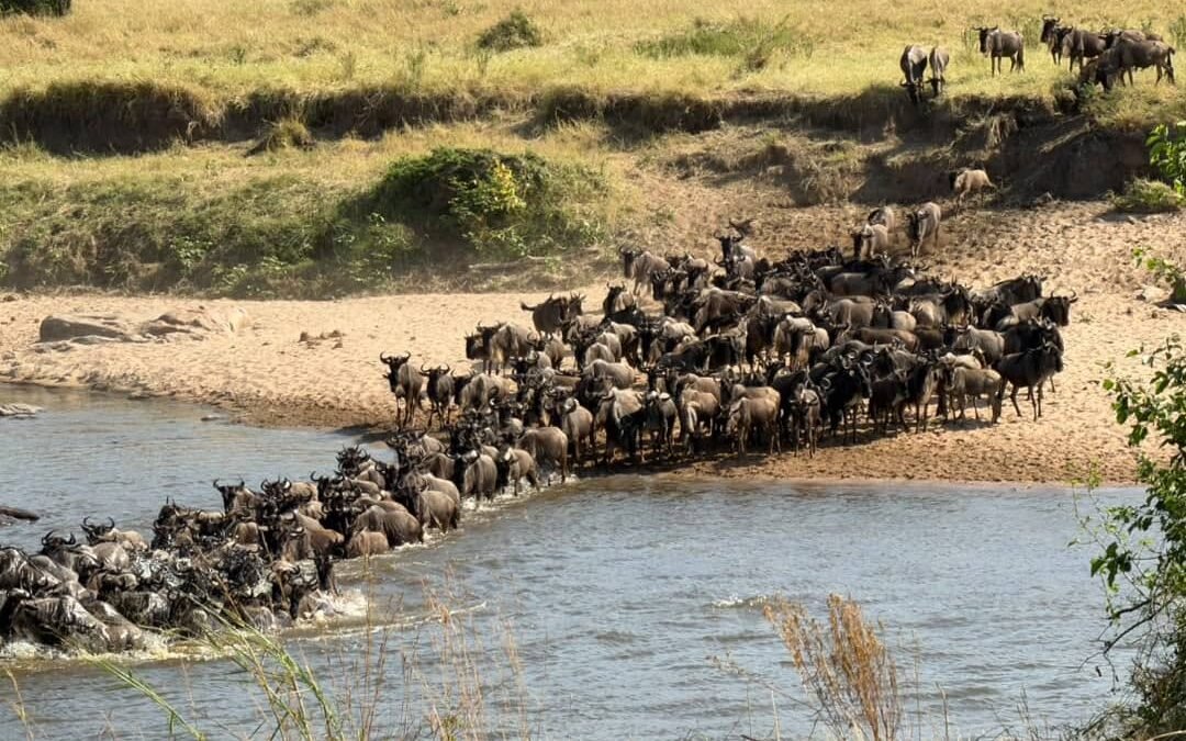 Mara River crossings