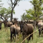 Mikumi National Park safari