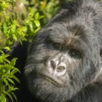 Silverback mountain gorilla in Bwindi Impenetrable National Park during a Uganda gorilla trekking safari.