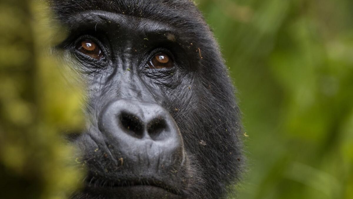 Mountain gorilla in Bwindi Impenetrable National Park, Uganda.