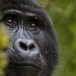 Mountain gorilla in Bwindi Impenetrable National Park, Uganda.