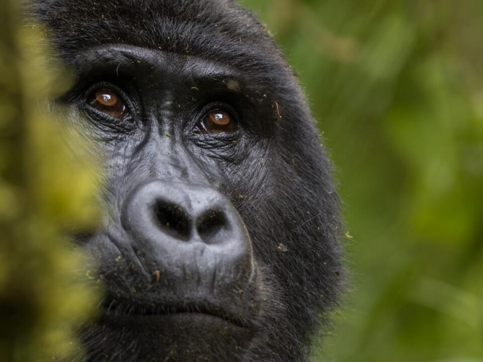 Mountain gorilla in Bwindi Impenetrable National Park, Uganda.