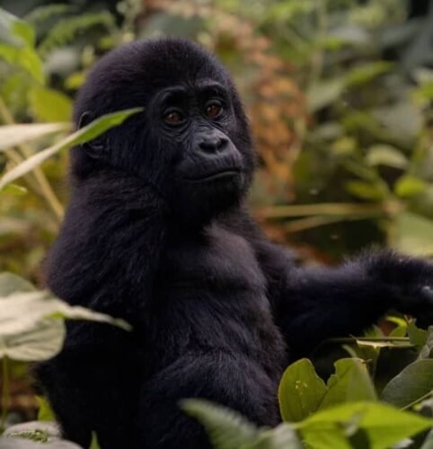 Mountain gorilla in Bwindi Impenetrable Forest