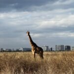 Nairobi National Park safari