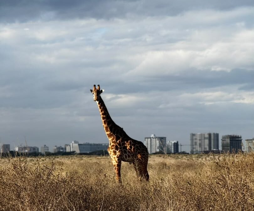 Nairobi National Park safari