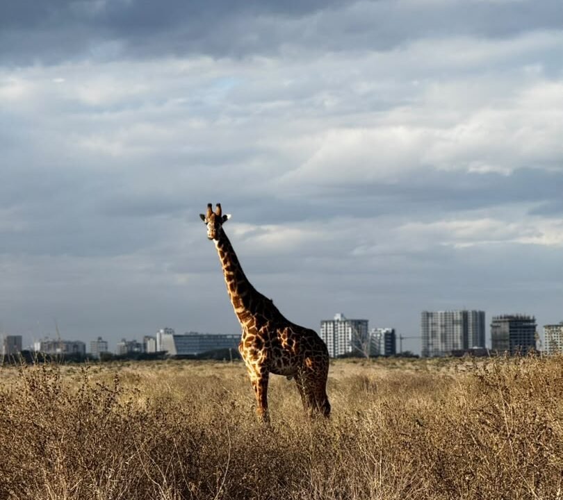 Nairobi National Park safari