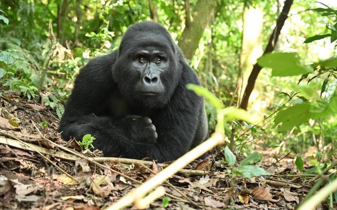 nearest airport to Bwindi