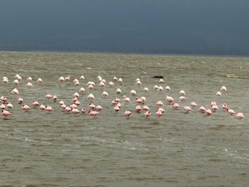 Ngorongoro Crater wildlife safari