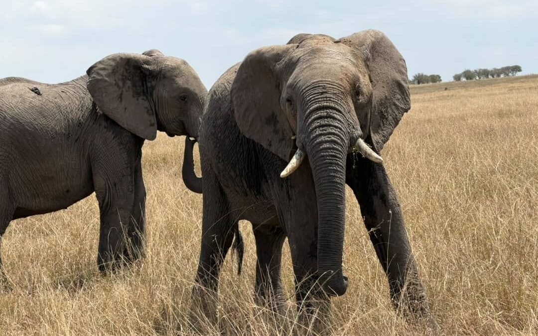 Nyerere National Park safari