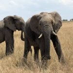 Nyerere National Park safari